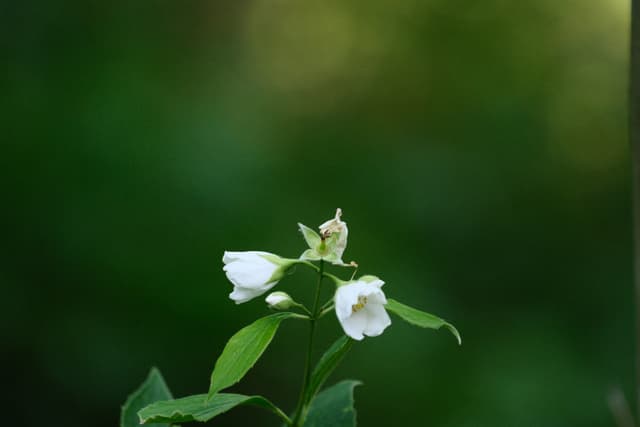 A small white flower with green leaves against a blurred green background