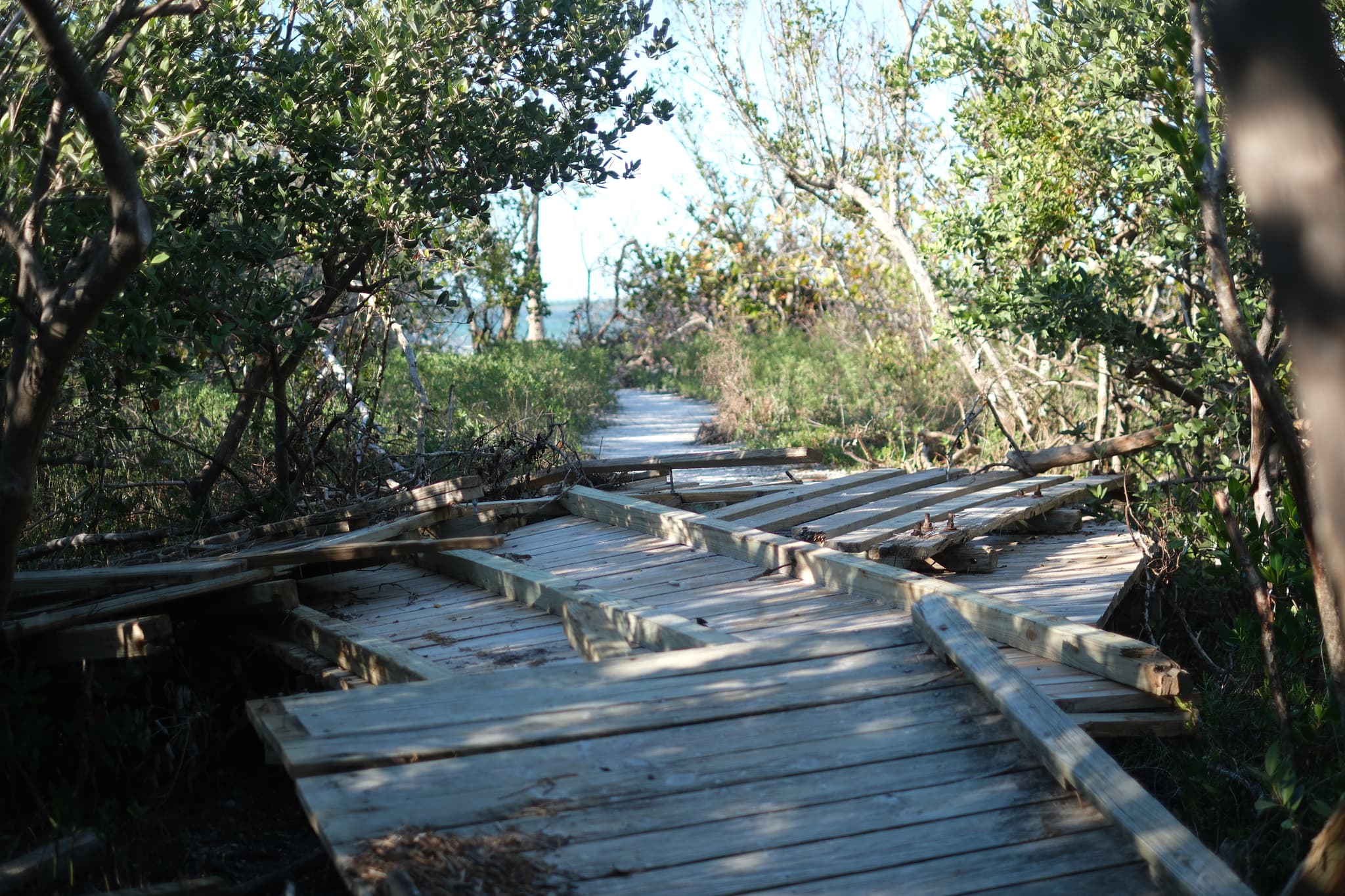 A wooden boardwalk in a forested area, surrounded by dense trees and foliage