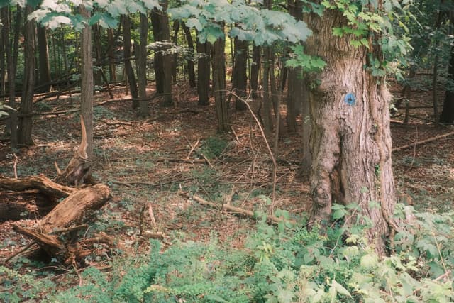 Woodland scene with tall trees and dense ferns, a large tree trunk in the foreground, and fallen branches on a leaf-strewn forest floor