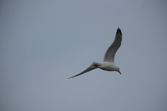 A seagull in flight against a clear blue sky