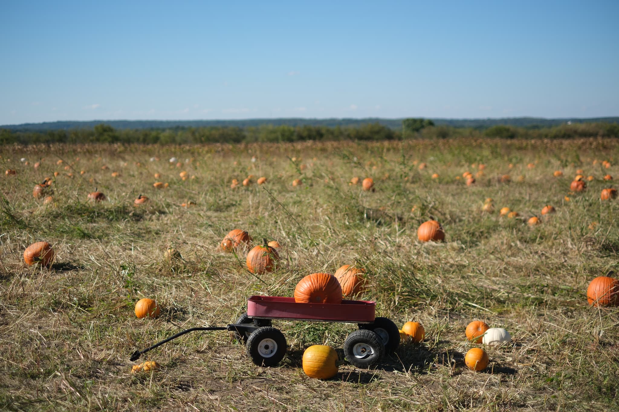 A field scattered with pumpkins, featuring a small red wagon carrying a few pumpkins in the foreground