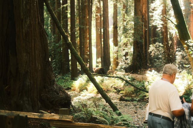 A man in a white shirt stands among fallen logs and towering trees in a sunlit forest
