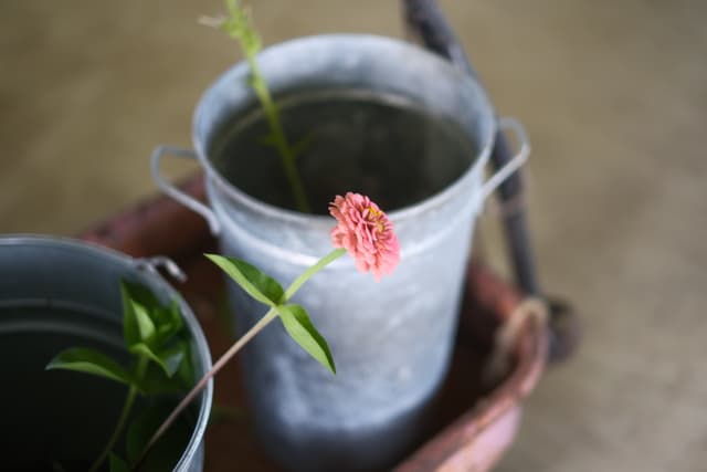 A pink flower in a metal bucket filled with water, with another bucket partially visible in the background