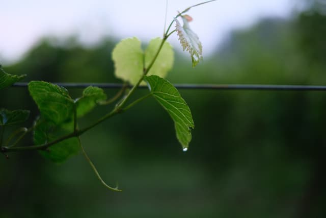 Green vine leaves and tendrils wrapped around a wire fence, with blurred foliage in the background