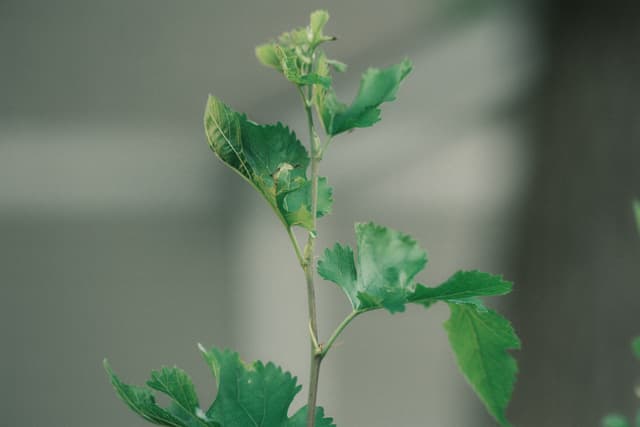 Close-up of a young green plant sprout with serrated leaves against a soft, blurred gray background