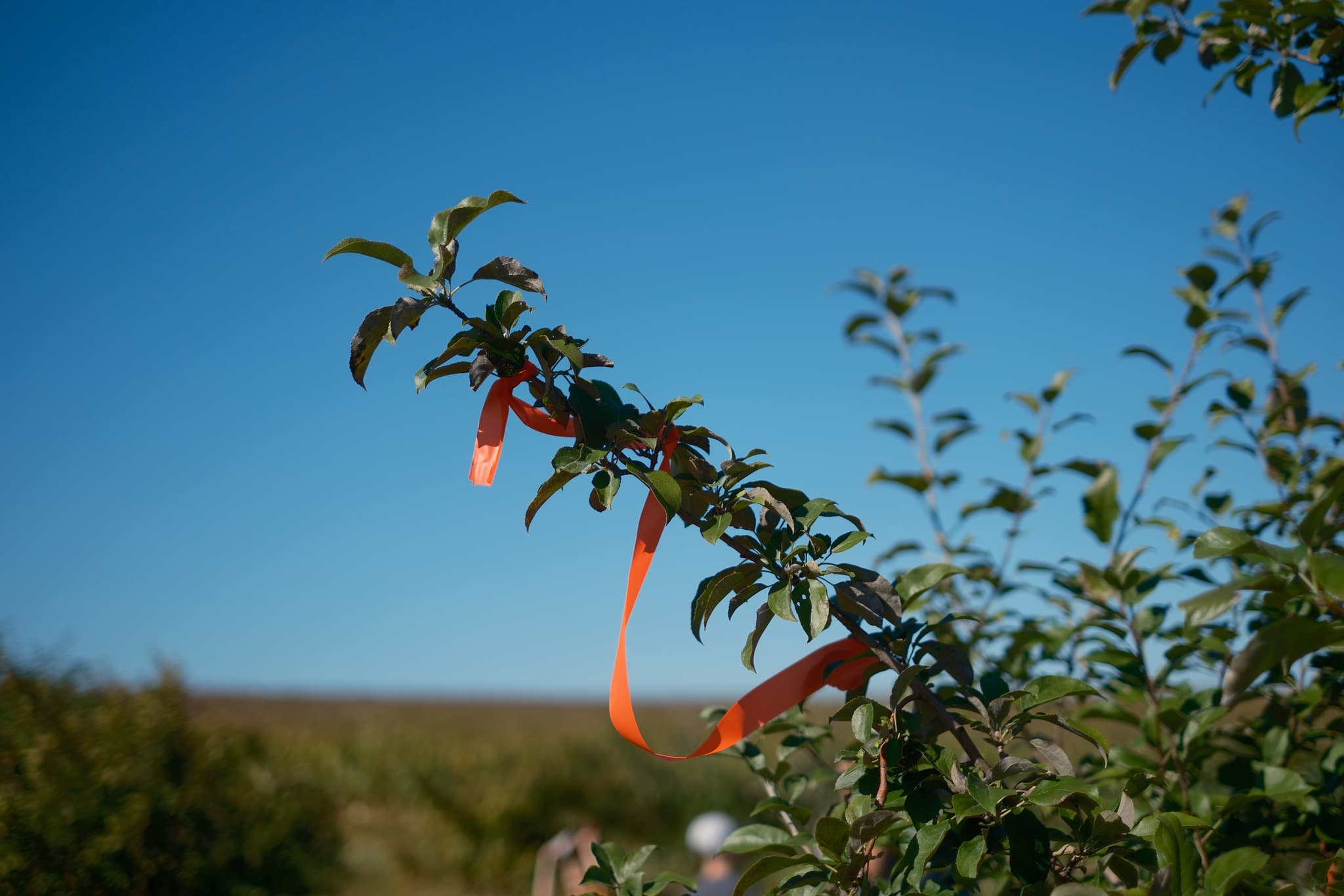 A branch with green leaves adorned with orange ribbons against a clear blue sky, with blurred greenery and a person in the background