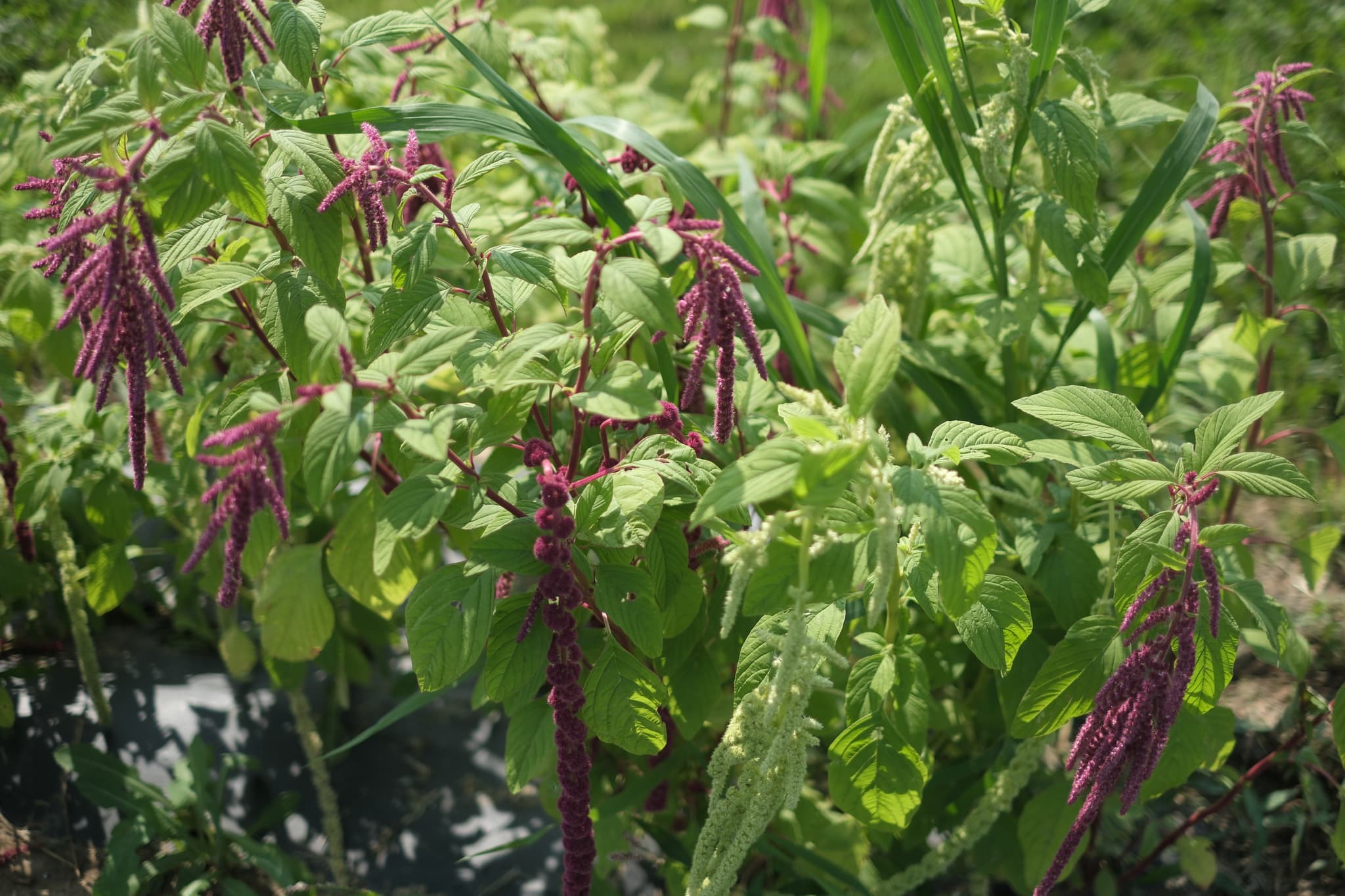 A lush green plant with long, drooping purple flowers