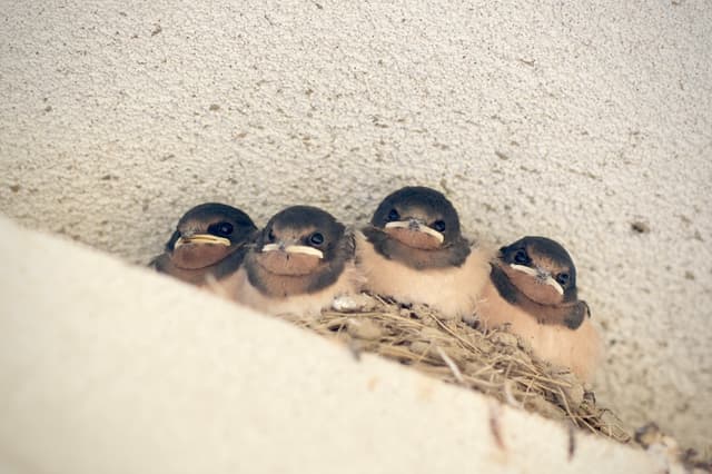 Four baby birds sitting closely together in a nest attached to a wall