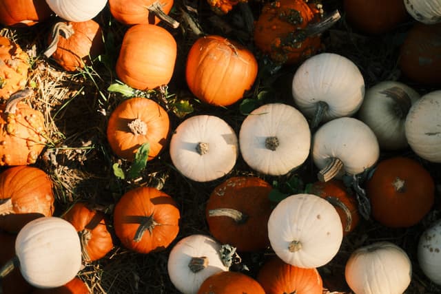 Overhead view of orange, white, and dark green pumpkins and gourds scattered across straw and foliage in autumn sunlight