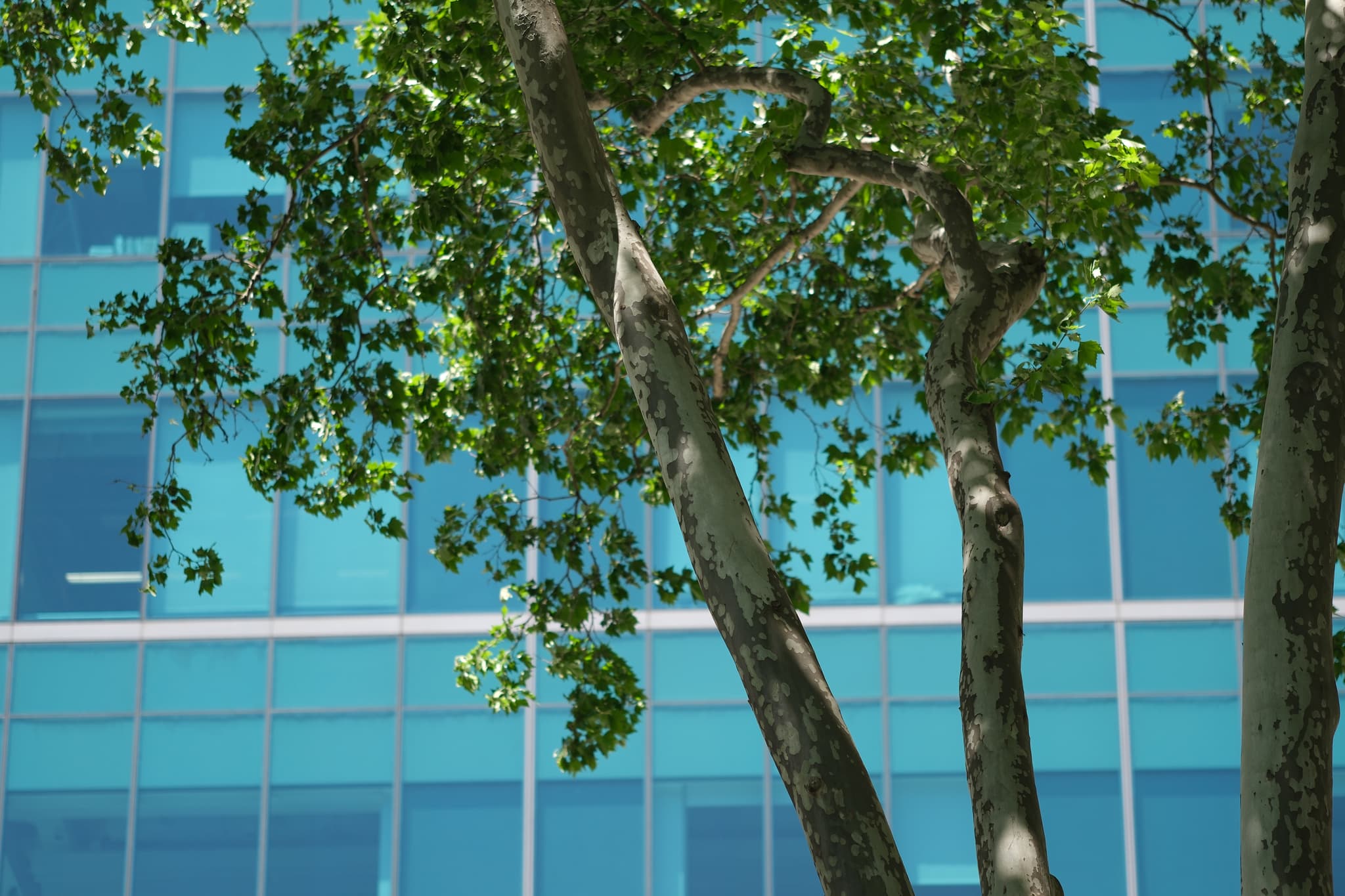 A tree with green leaves in front of a building with reflective blue glass windows