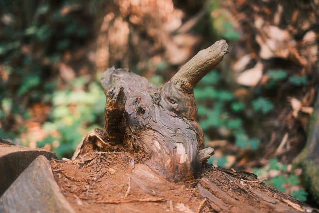 A gnarled tree stump with trimmed branches sits amid fresh sawdust, framed by softly blurred woodland foliage