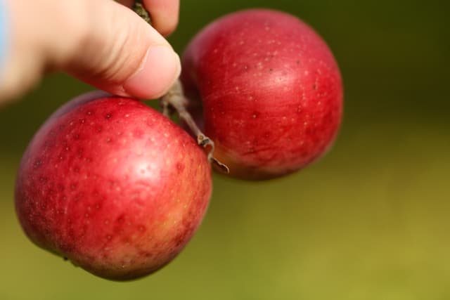 A hand holding two ripe red apples against a blurred green background