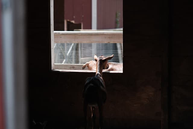 A goat standing inside a dark barn, looking out through a window at another goat outside