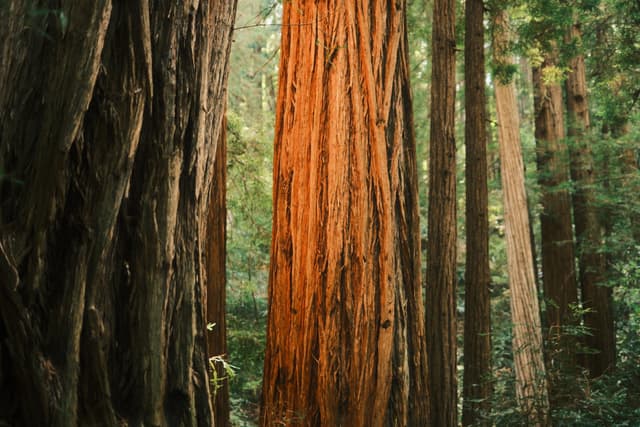 Towering redwood trunks with deeply textured bark rise through a lush, sunlit forest