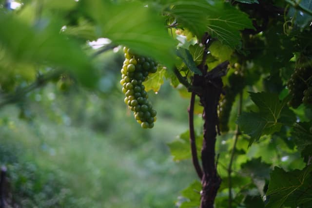 Close-up of ripening green grape clusters hanging from a vine amid lush leaves