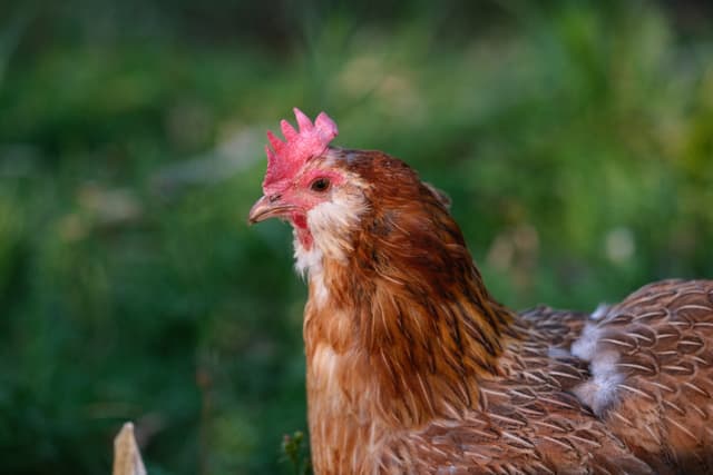 A close-up of a brown and white chicken with a red comb, set against a blurred green background