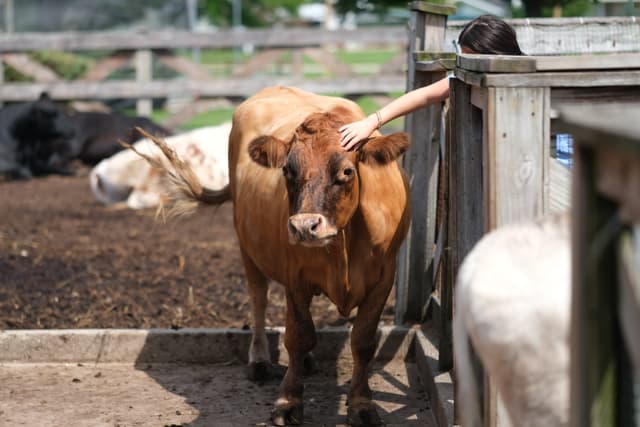 A brown cow being petted by a person over a wooden fence in a farm setting, with other animals visible in the background