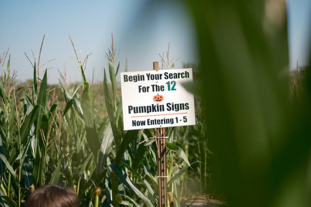 A sign in a cornfield instructs visitors to search for 12 pumpkin signs, indicating the entrance to a maze