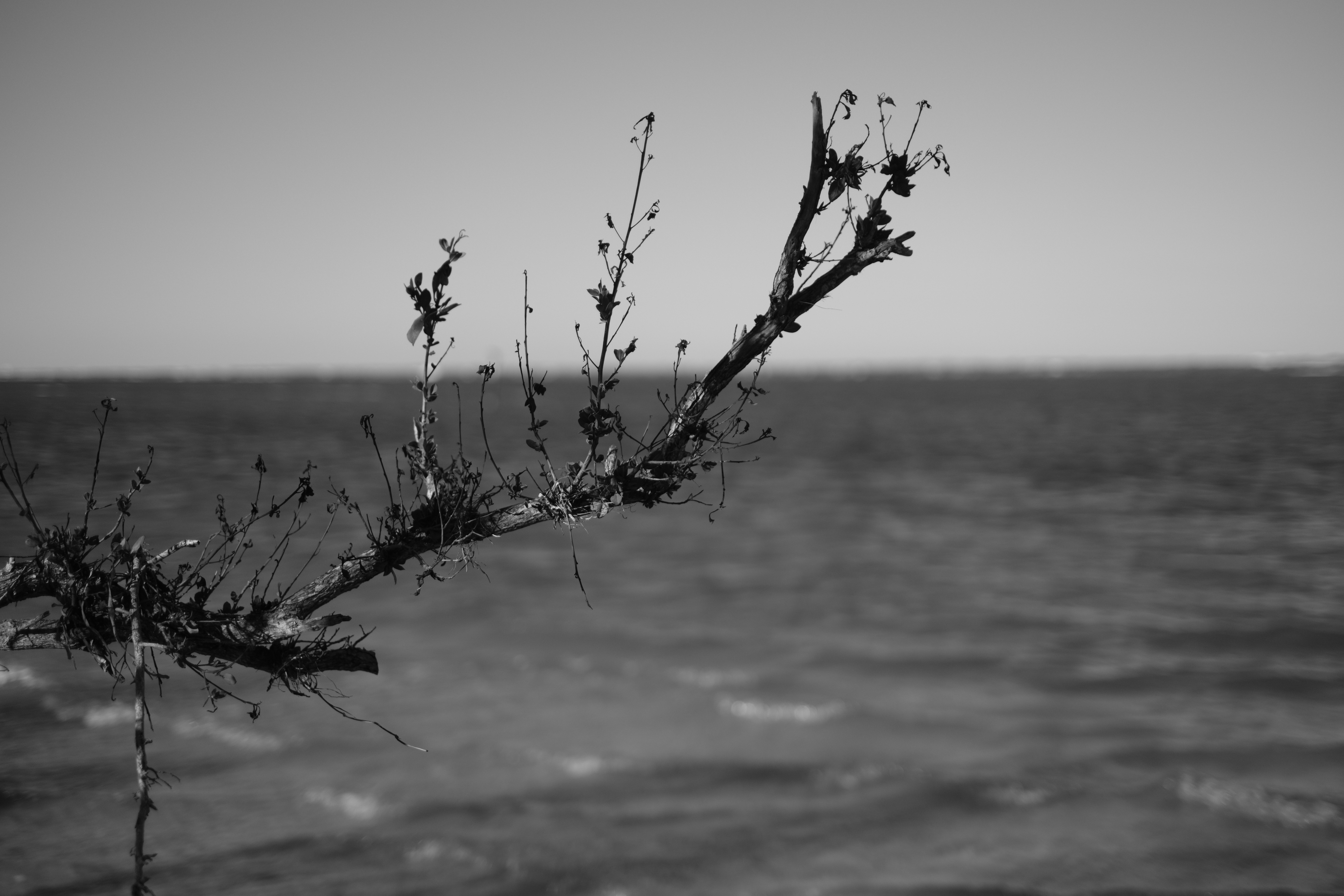 A black and white photograph of a branch with small leaves extending over a body of water, with the horizon in the background