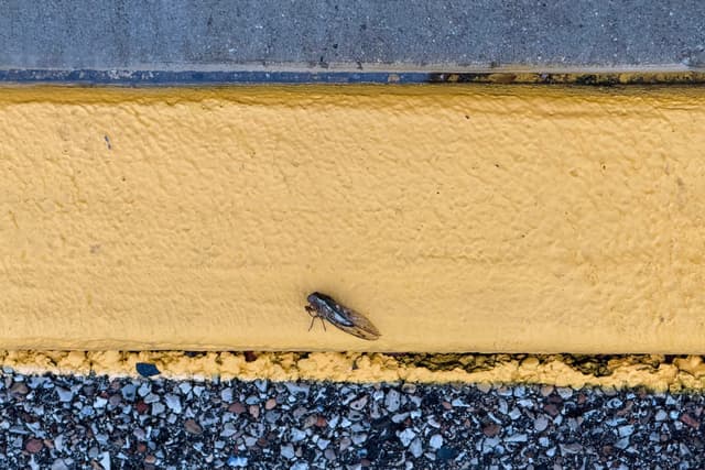 A small fly rests on a weathered yellow curb above coarse, dark asphalt