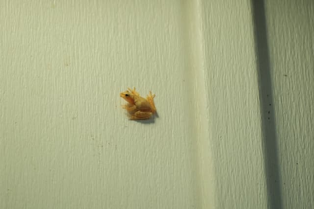 Small brown insect on a pale green wooden surface with vertical grooves and soft shadows