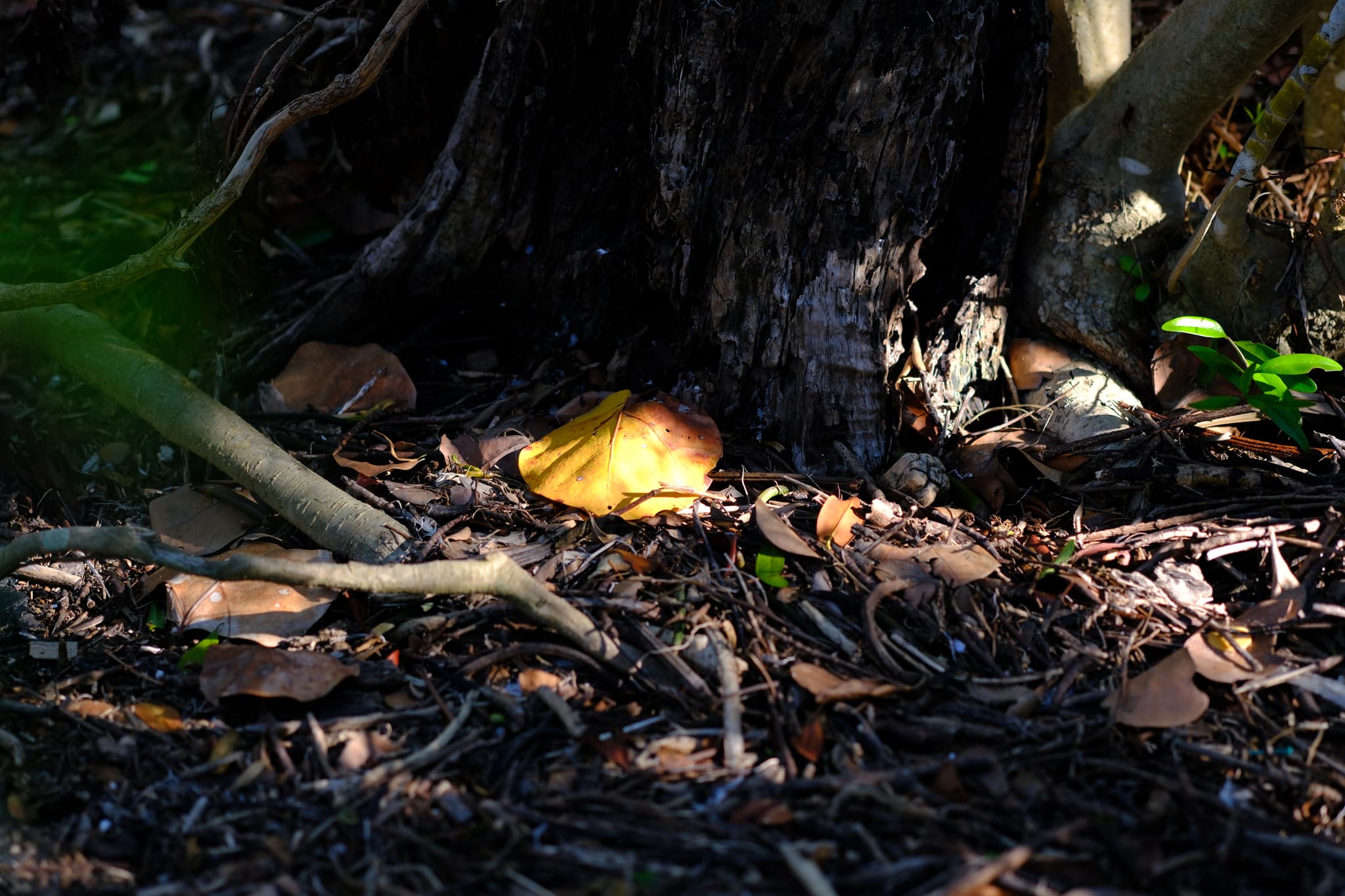 A yellow mushroom growing on the forest floor, surrounded by twigs, leaves, and the base of a tree trunk