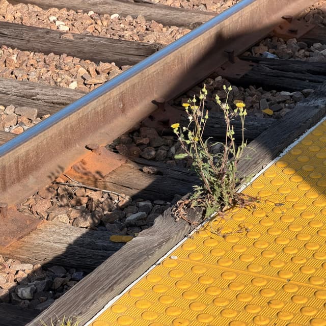 Small wildflower growing beside a railroad track next to a yellow tactile platform edge