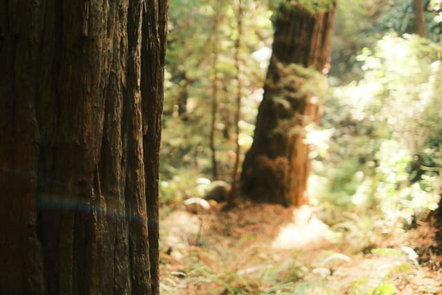 Sunlight filters through a lush forest, illuminating undergrowth and leaf litter around towering, textured tree trunks
