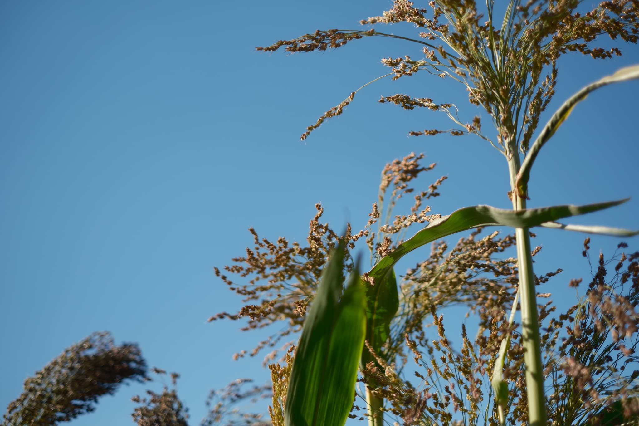 Tall corn plants with green leaves and tassels against a clear blue sky