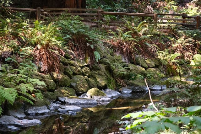 A gentle stream cascades over moss-covered rocks amid lush ferns and forest foliage, with a rustic wooden railing in the background