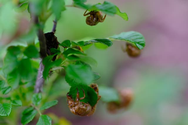 A close-up of young leaves and buds on a plant, with a blurred green background