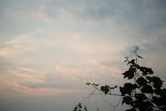 Soft pastel sky at dusk with wispy clouds and dark leafy branches in the foreground