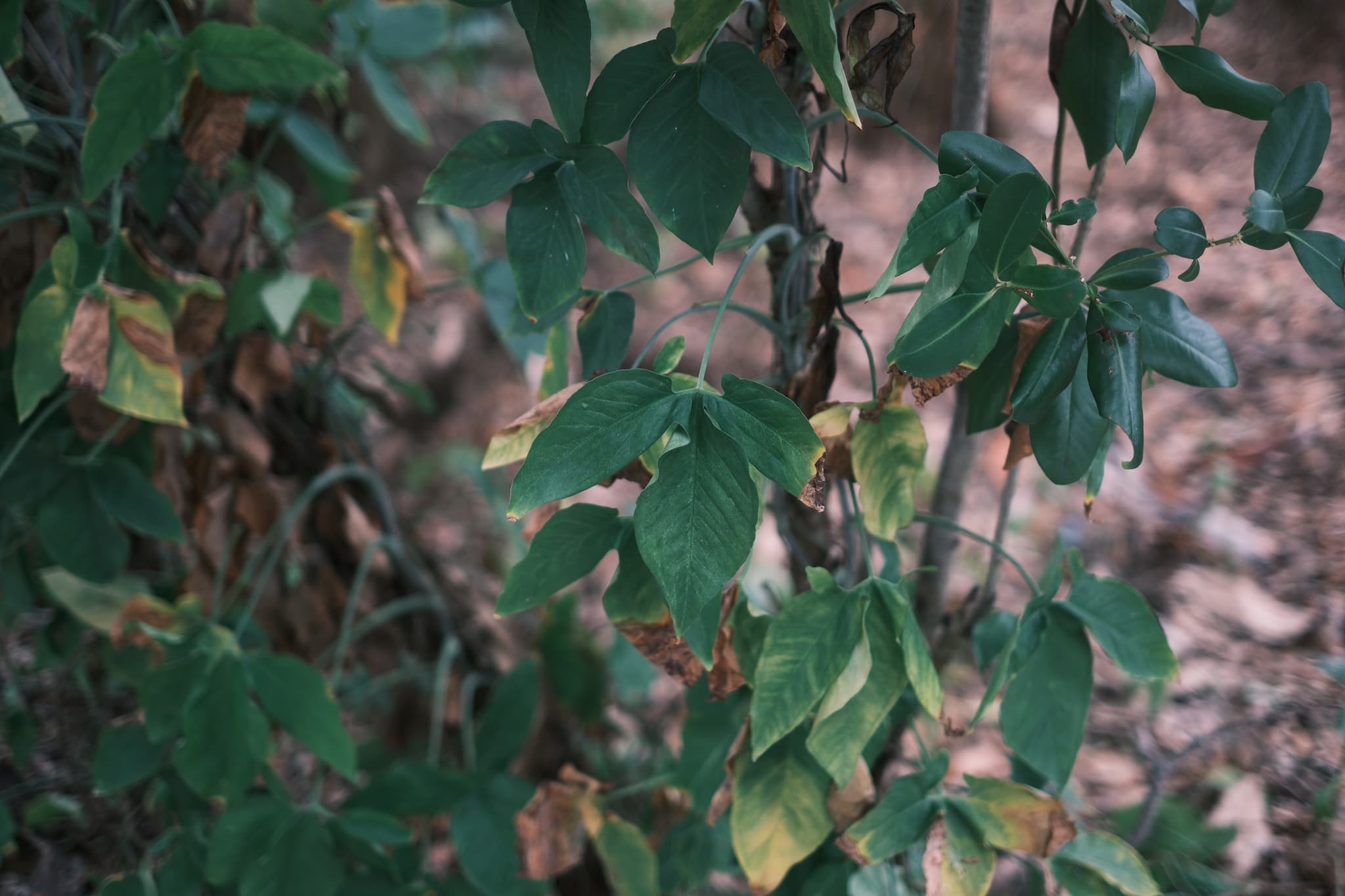 Green leafy plants with some leaves turning yellow and brown, set against a background of soil and fallen leaves