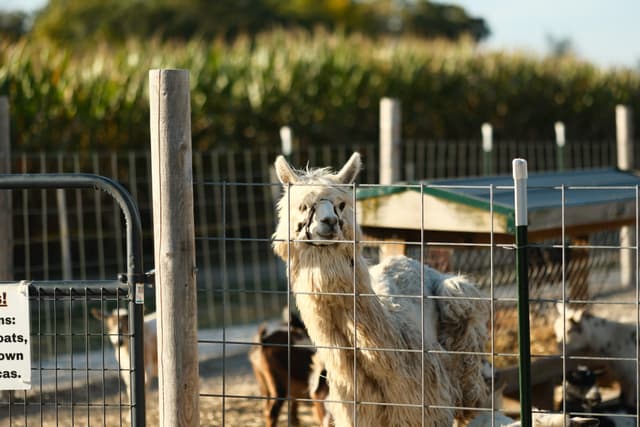 A llama standing in a fenced enclosure on a sunny day, with a backdrop of cornfields and additional farm animals visible in the background