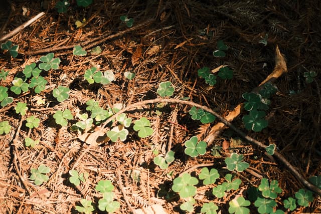 Small green seedlings and clover-like leaves emerge from a sun-dappled forest floor scattered with pine needles, twigs, and dry leaves