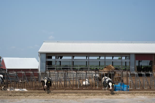 A farm with cows in a fenced area in front of a large barn under a clear blue sky