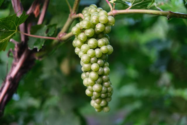 Cluster of green grapes hanging from a vine against a blurred leafy background