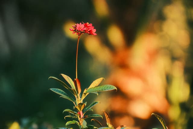 Single red flower standing tall against a warm, softly blurred background with green foliage and golden bokeh