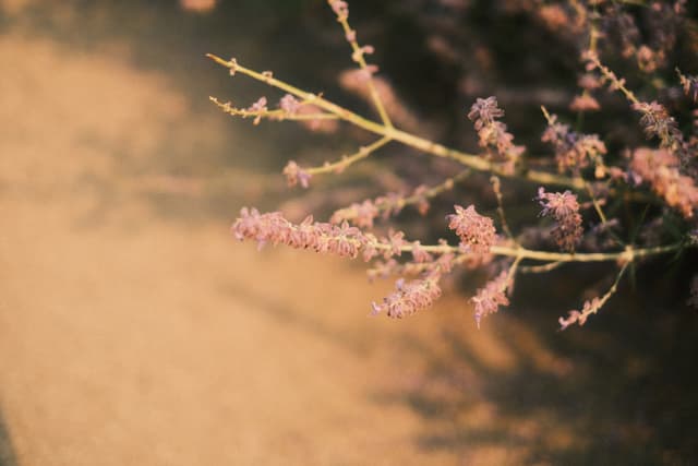 Delicate pink blossoms on a branch against a warm golden bokeh background