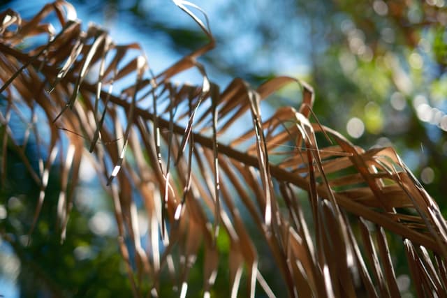 A close-up of a dried, brown palm frond with a blurred green and blue background