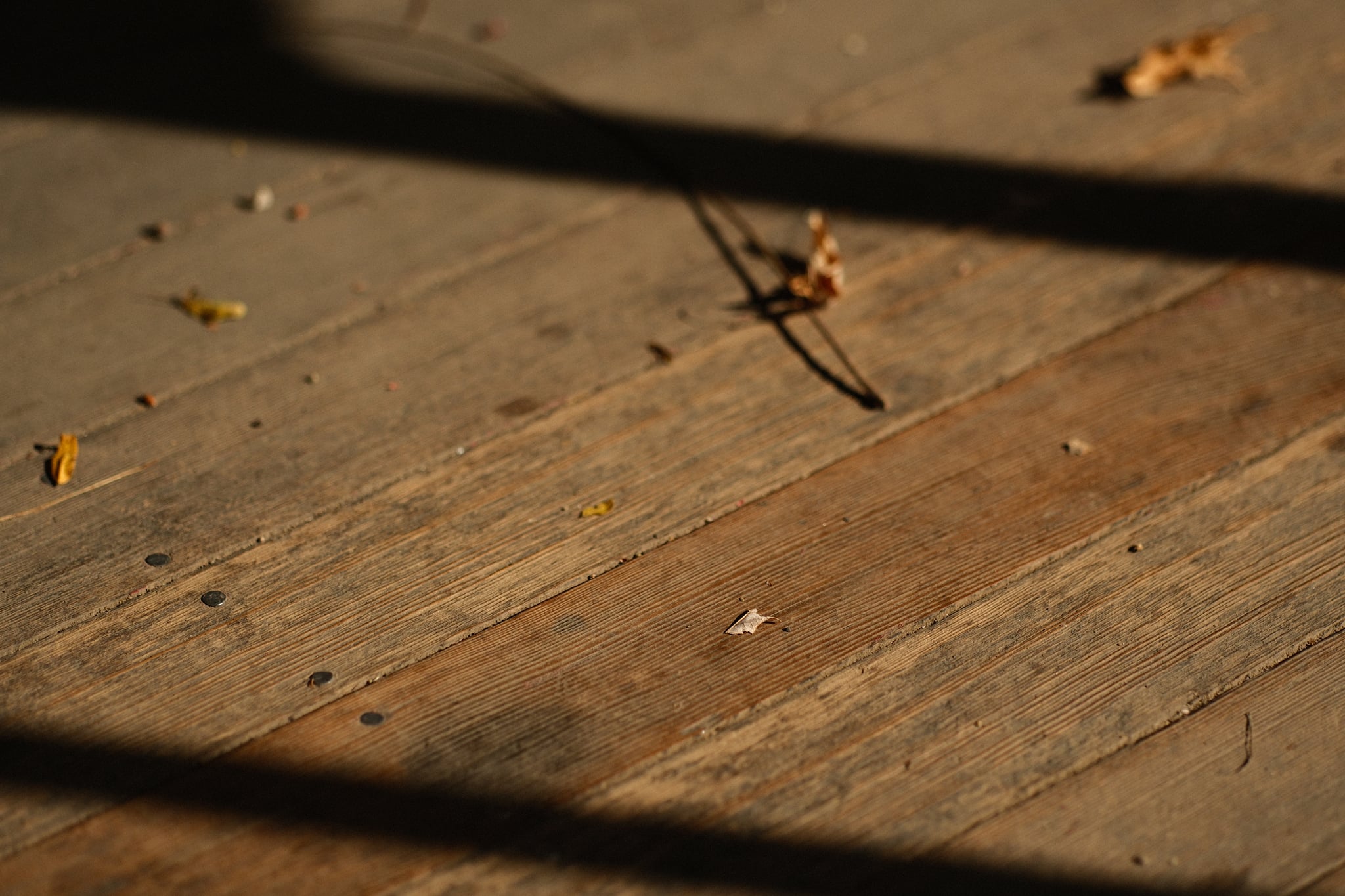 Wooden floor with scattered leaves and crisscrossing shadows from nearby objects, suggesting a warm, natural setting