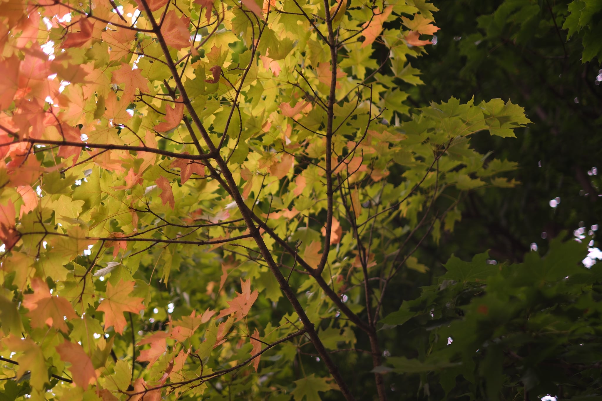 A tree with leaves transitioning from green to shades of yellow and orange, indicating the onset of autumn