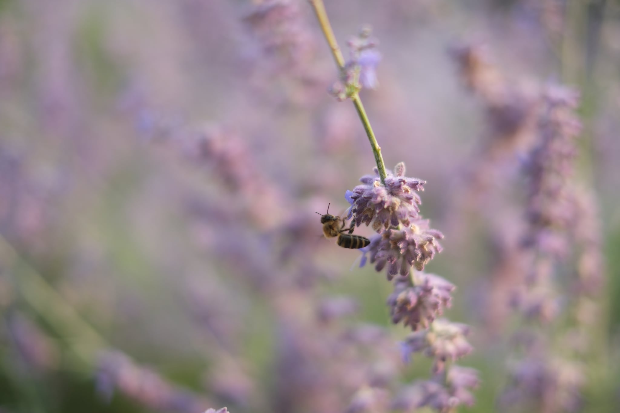 Close-up of a bee collecting nectar from purple lavender flowers with a soft blurred background