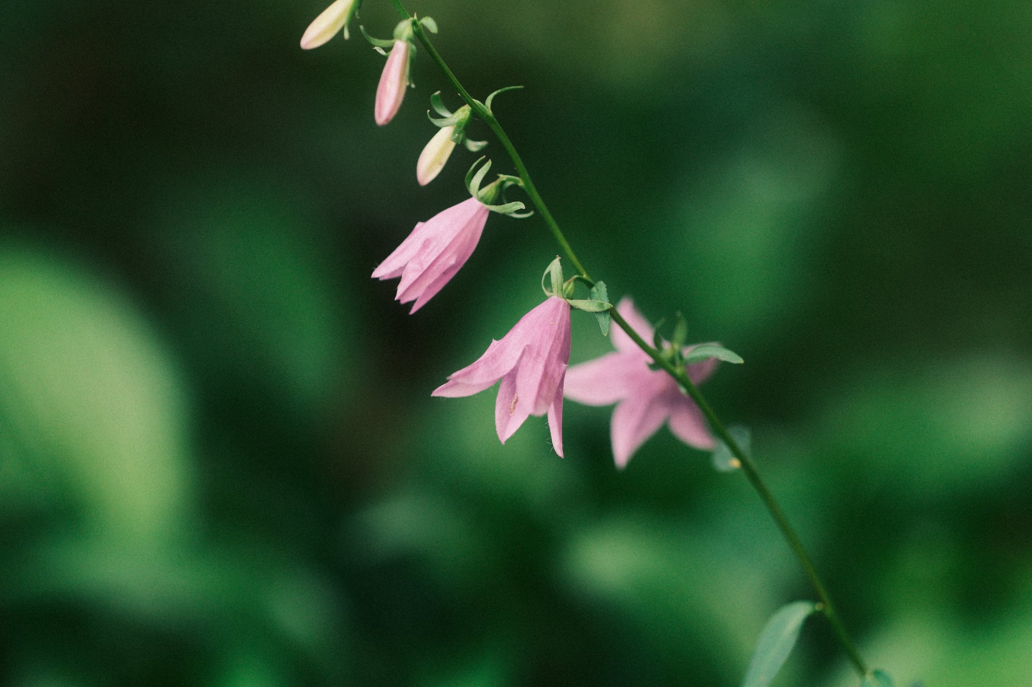 Delicate pink bell-shaped blossoms hanging from a slender stem against a soft green blurred background