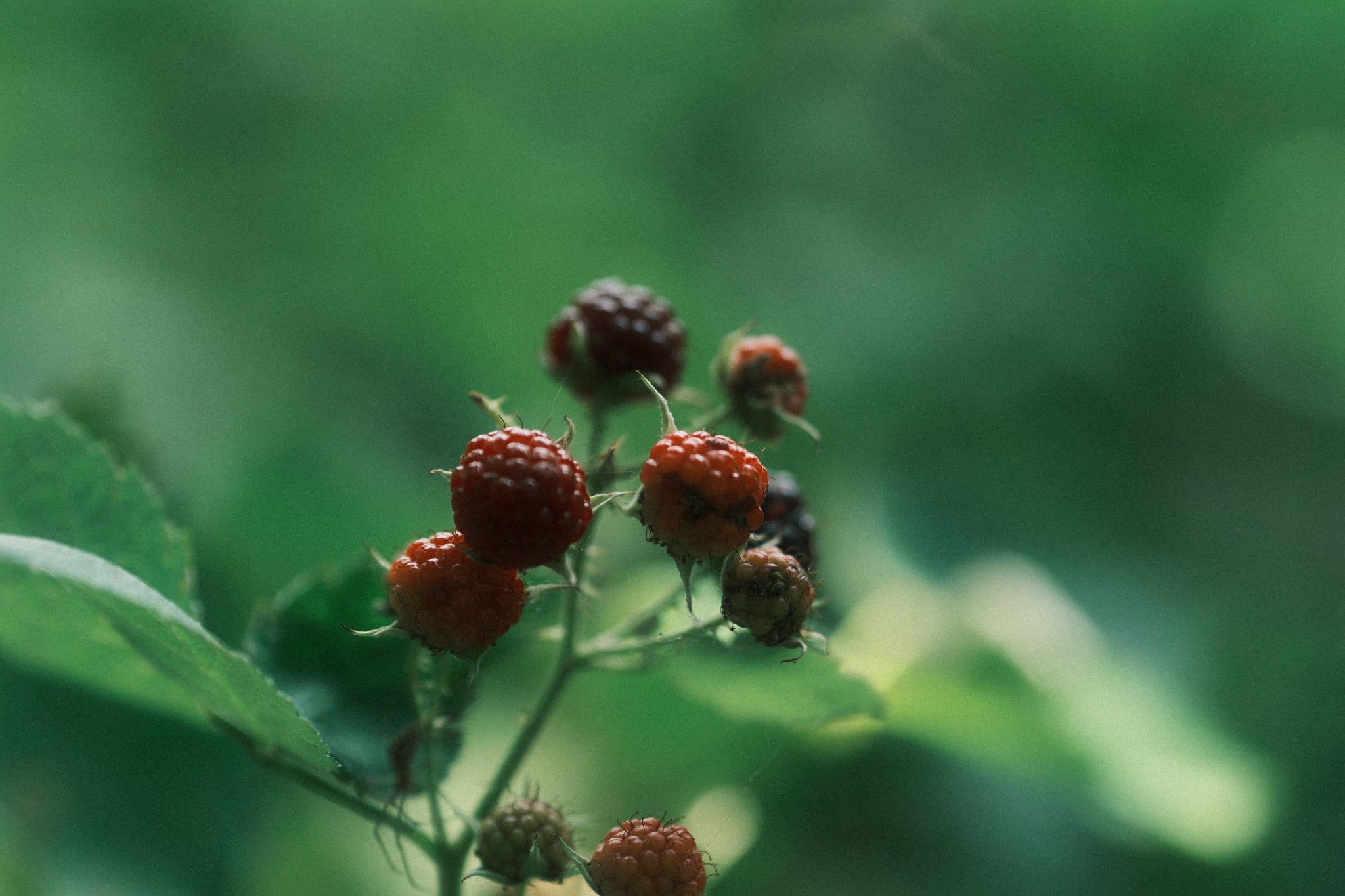 Red berries on a plant with green leaves, set against a blurred green background