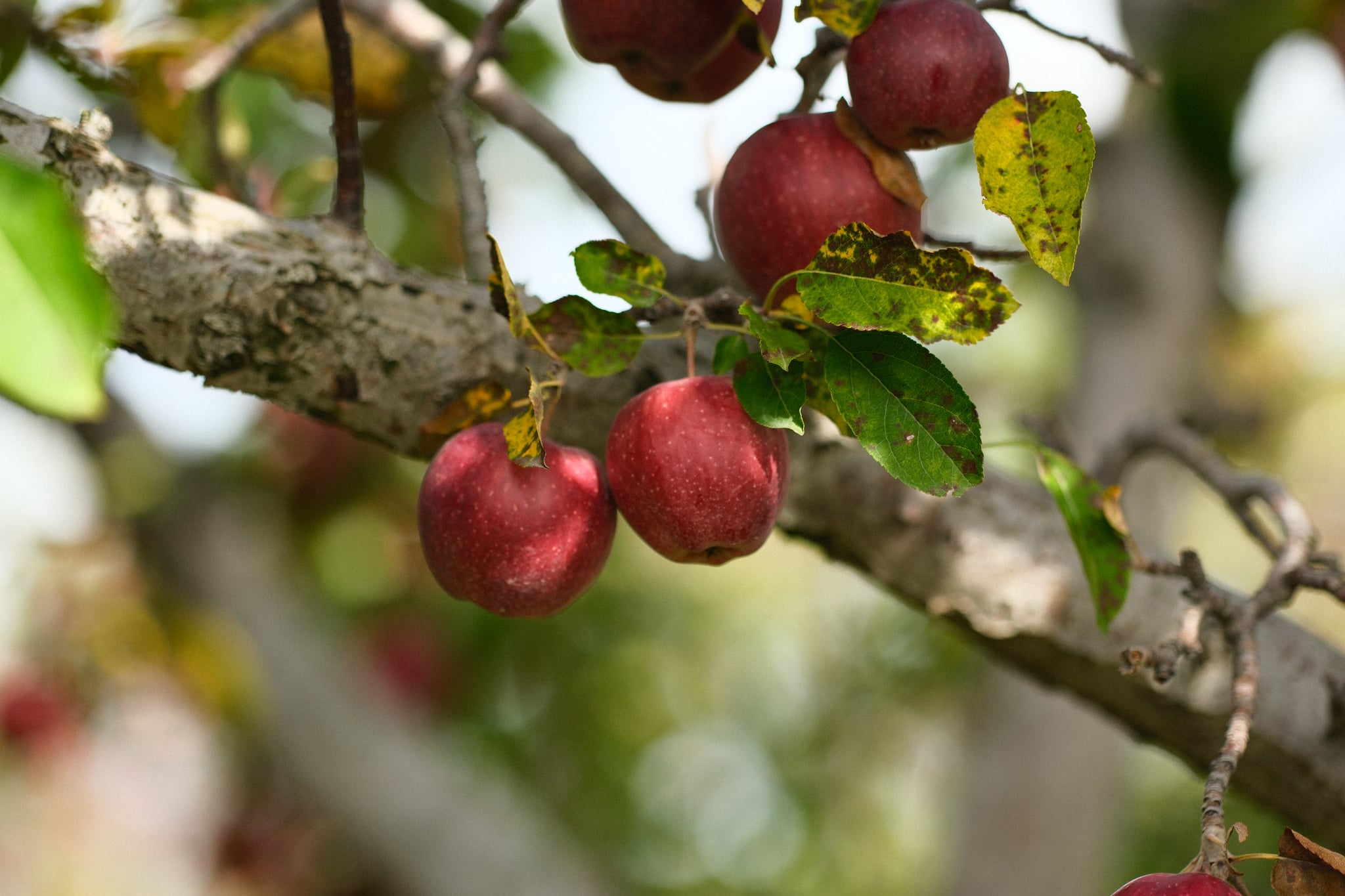 Ripe red apples hanging from a tree branch with green leaves, some dappled with sunlight
