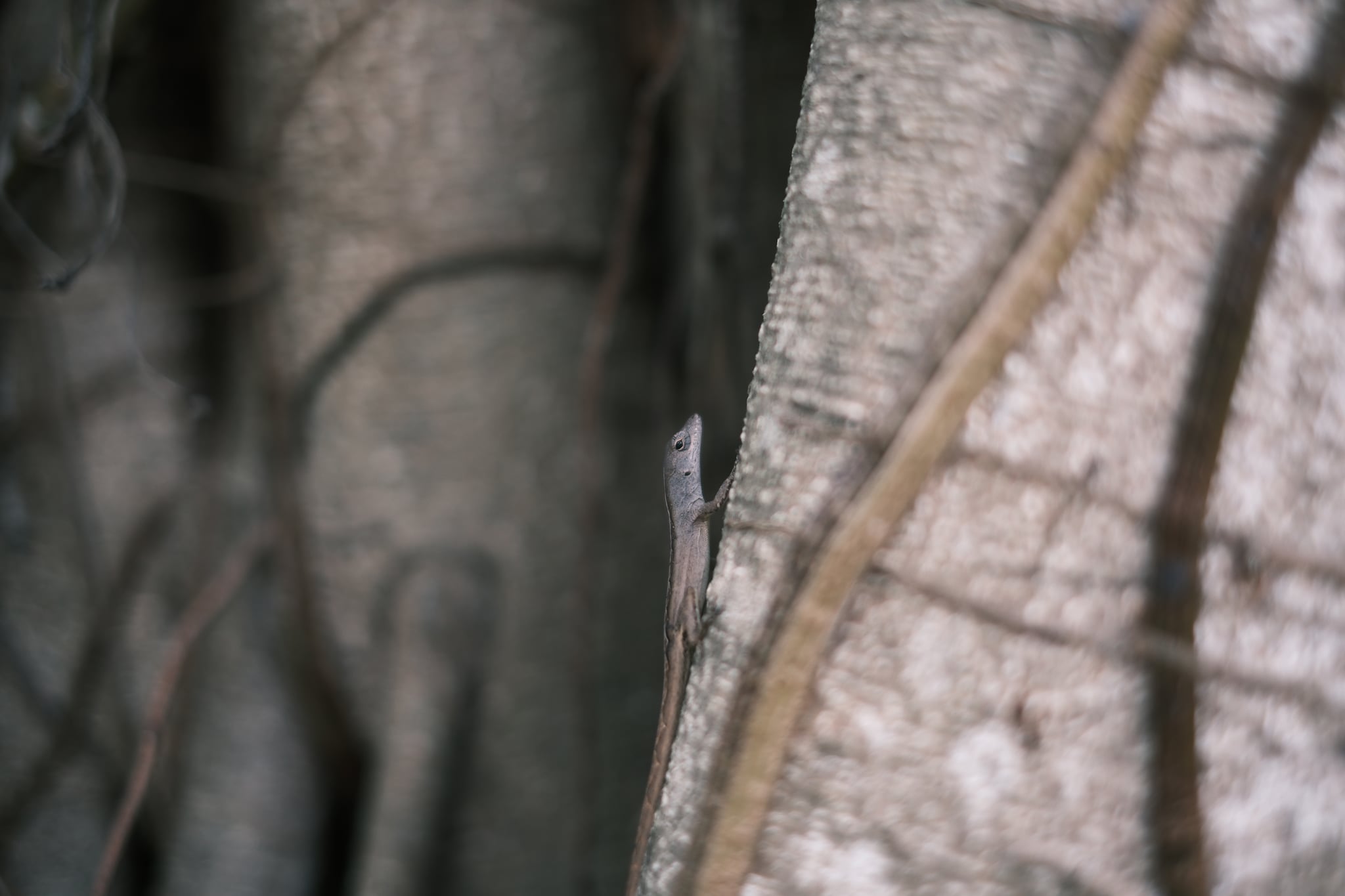 A close-up of tree trunks with a small lizard camouflaged against the bark