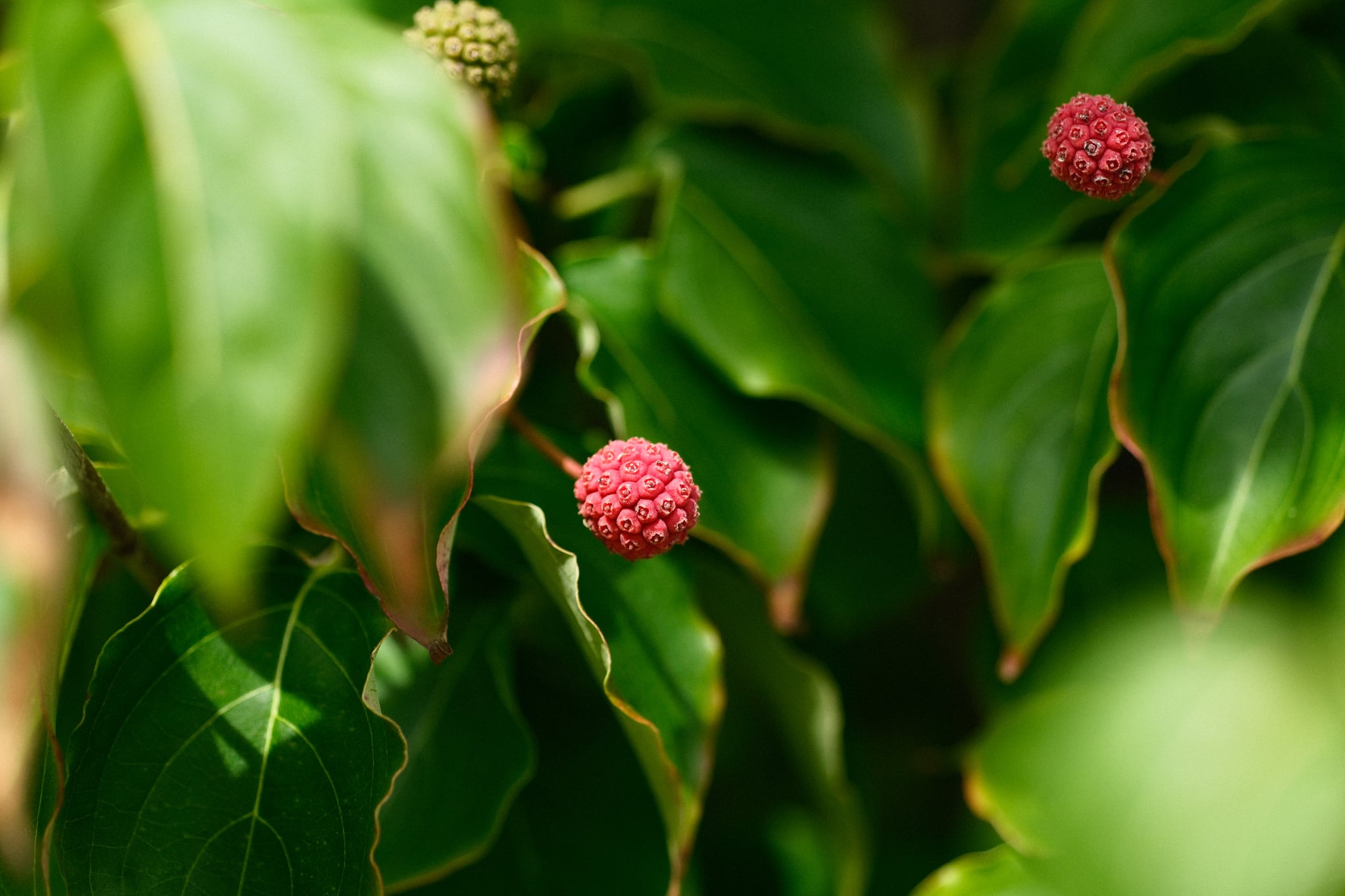 Green leaves with small, red, round berries scattered among them