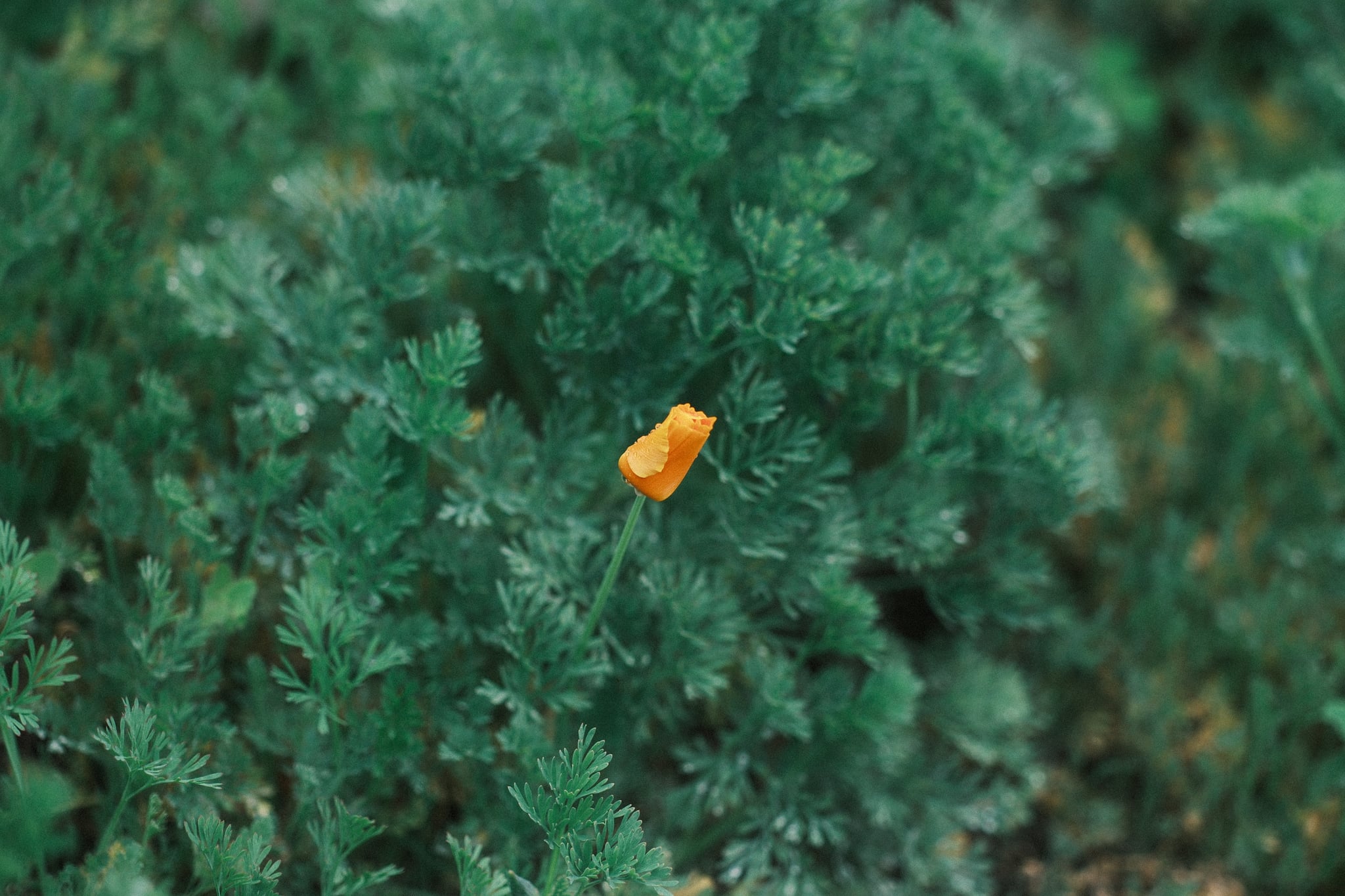 A single orange flower bud surrounded by dense green foliage