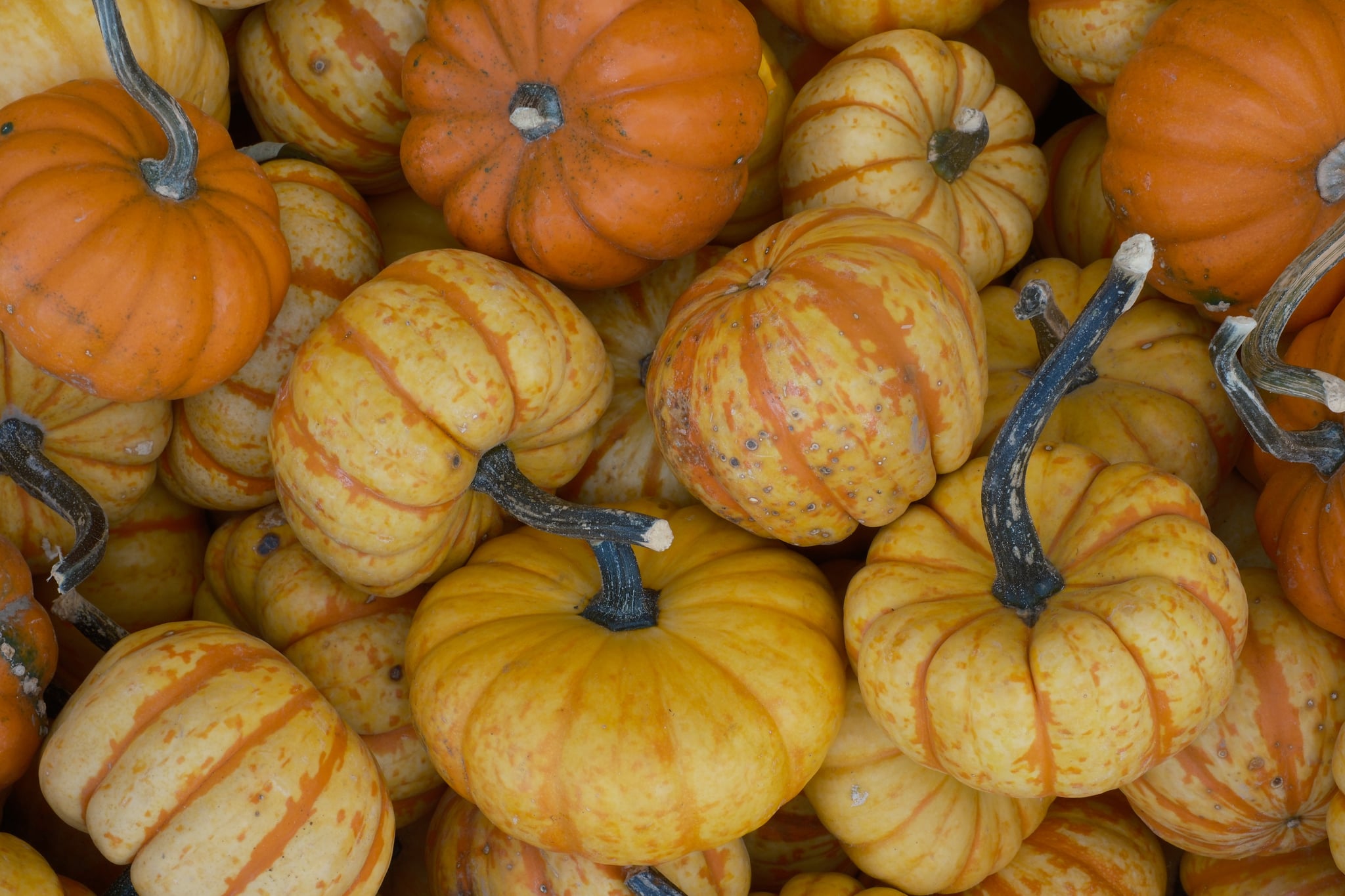 A pile of small, orange and yellow striped pumpkins with dark stems